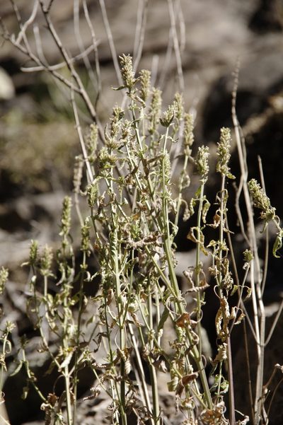 Agastache micrantha, photographed by Eric Knight