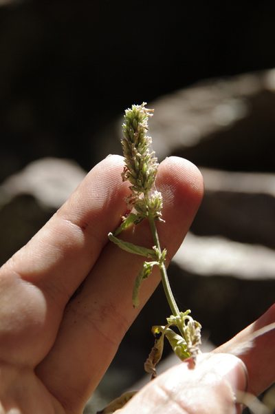 Agastache micrantha, photographed by Eric Knight