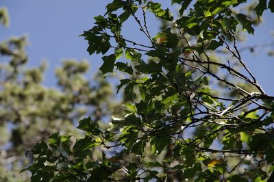 Quercus gravesii, photographed by Eric Knight