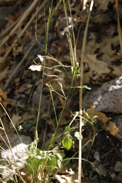 Festuca ligulata, photographed by Eric Knight