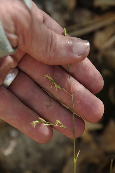 Festuca ligulata, photographed by Eric Knight