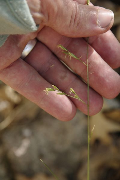 Festuca ligulata, photographed by Eric Knight