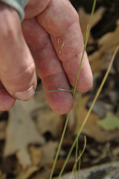 Festuca ligulata, photographed by Eric Knight