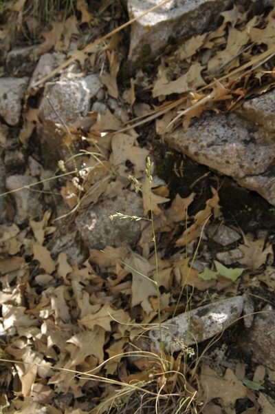 Festuca ligulata, photographed by Eric Knight