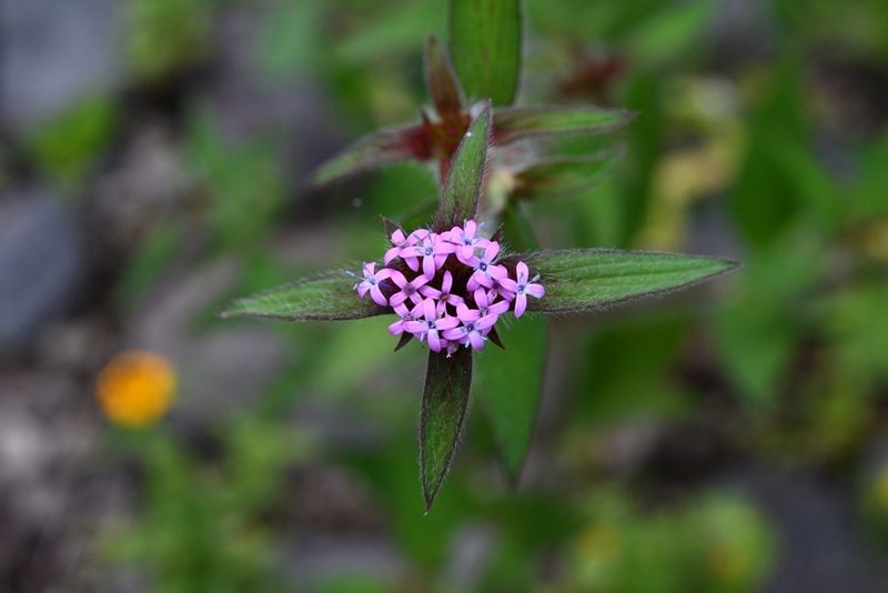 Crusea hispida, photographed by adel-fridus