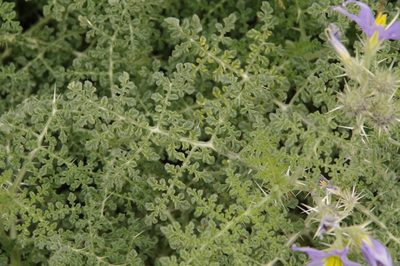 Solanum citrullifolium, photographed by Eric Knight
