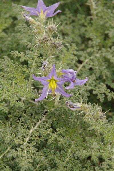 Solanum citrullifolium, photographed by Eric Knight