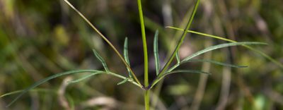 Bidens trichosperma, photographed by aarongunnar