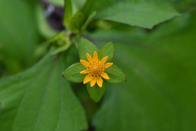 Melampodium perfoliatum, photographed by adel-fridus
