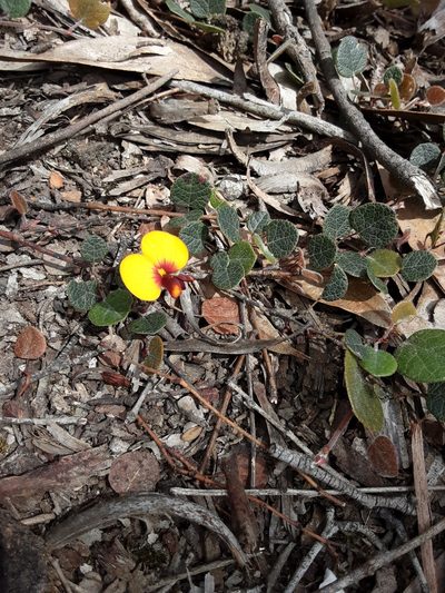 Bossiaea rotunda, photographed by graeme lunt