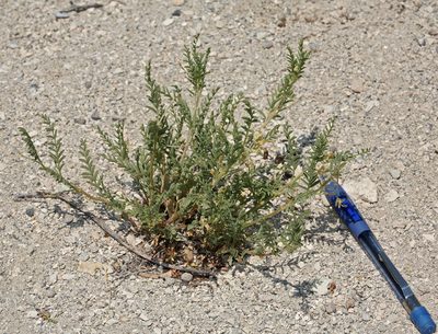 Astragalus johannis-howellii, photographed by Steve Matson
