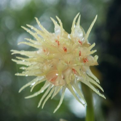 Bulbophyllum odoratissimum, photographed by Gerard Chartier