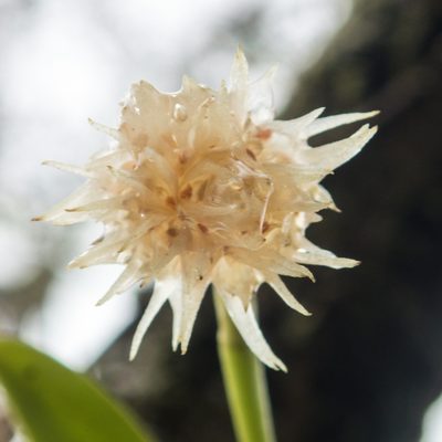 Bulbophyllum odoratissimum, photographed by Gerard Chartier