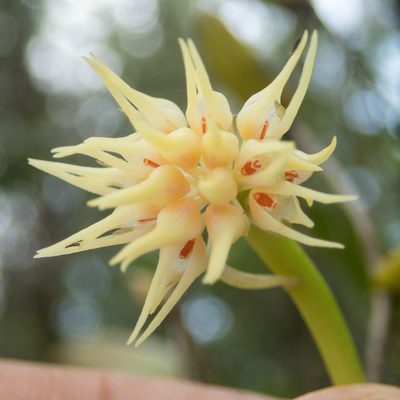 Bulbophyllum odoratissimum, photographed by Gerard Chartier