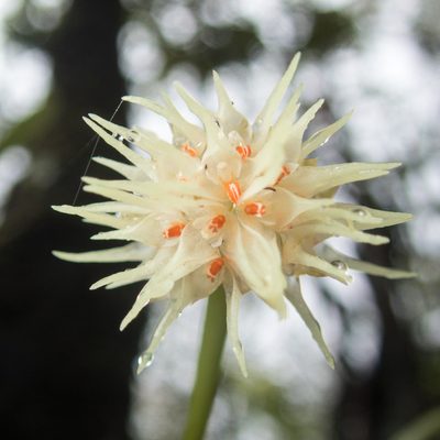 Bulbophyllum odoratissimum, photographed by Gerard Chartier