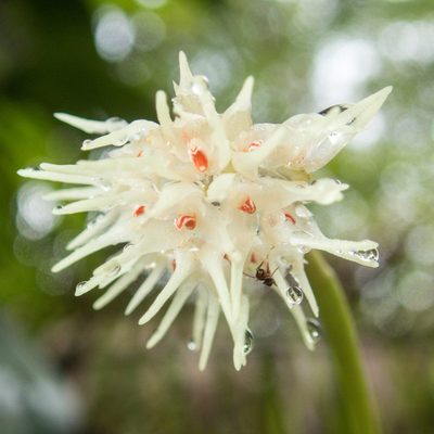 Bulbophyllum odoratissimum, photographed by Gerard Chartier