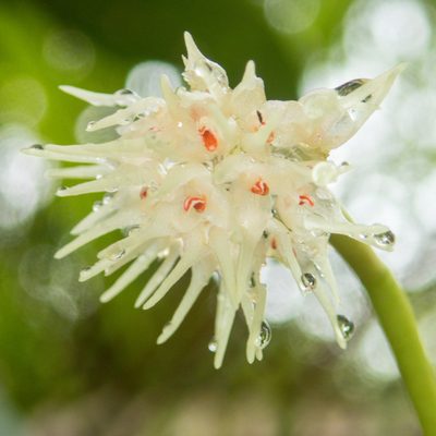 Bulbophyllum odoratissimum, photographed by Gerard Chartier