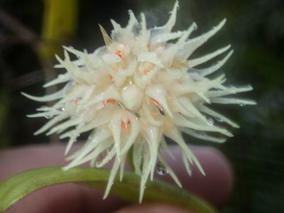 Bulbophyllum odoratissimum, photographed by Gerard Chartier