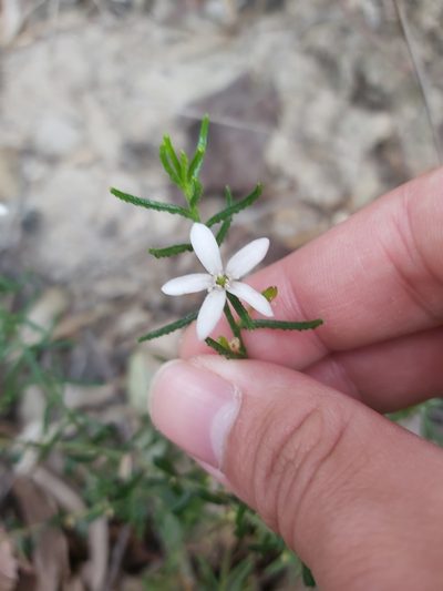 Philotheca scabra, photographed by Tim