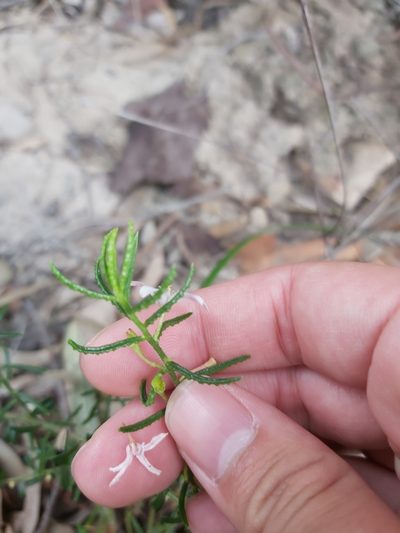 Philotheca scabra, photographed by Tim