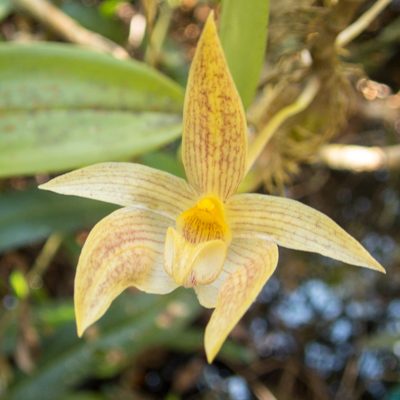 Bulbophyllum orectopetalum, photographed by Gerard Chartier