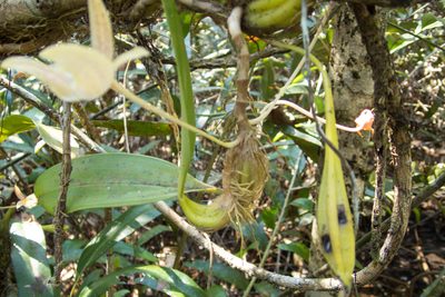 Bulbophyllum orectopetalum, photographed by Gerard Chartier