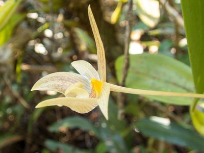 Bulbophyllum orectopetalum, photographed by Gerard Chartier
