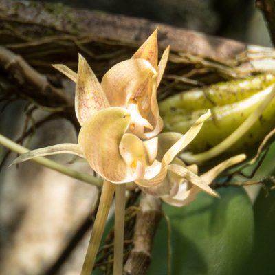 Bulbophyllum orectopetalum, photographed by Gerard Chartier