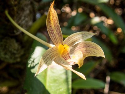 Bulbophyllum orectopetalum, photographed by Gerard Chartier