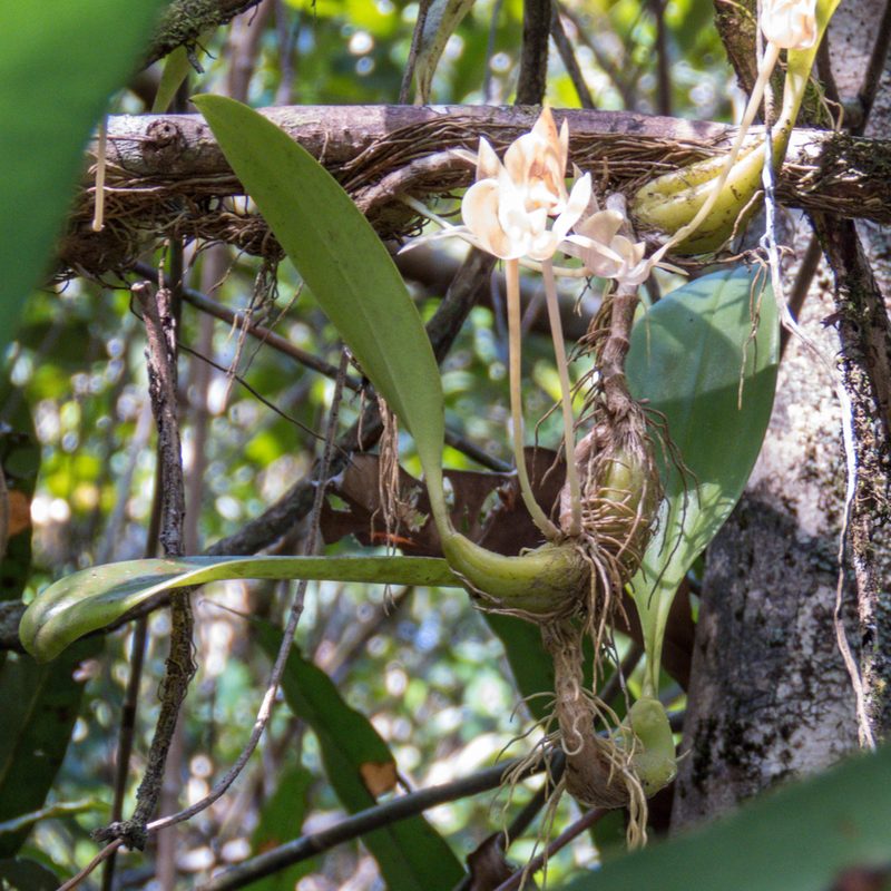 Bulbophyllum orectopetalum, photographed by Gerard Chartier