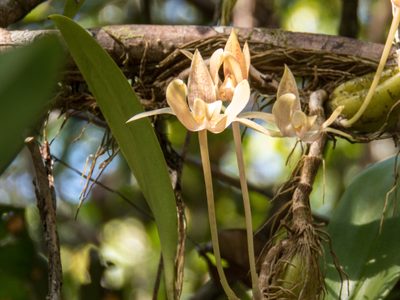 Bulbophyllum orectopetalum, photographed by Gerard Chartier
