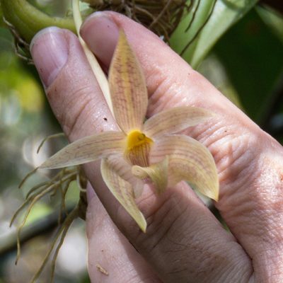 Bulbophyllum orectopetalum, photographed by Gerard Chartier
