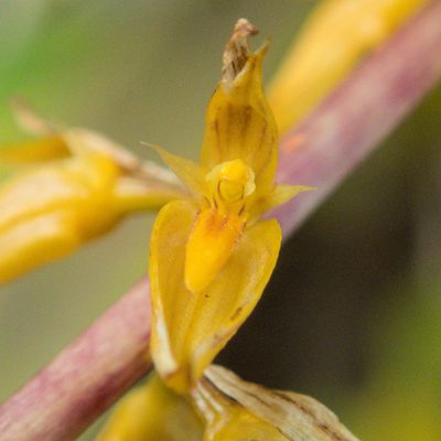 Bulbophyllum rufinum, photographed by Gerard Chartier