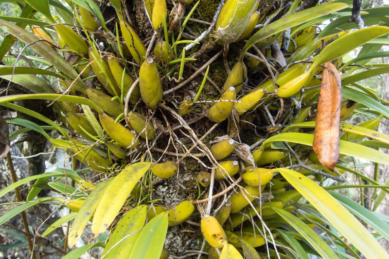 Bulbophyllum rufinum, photographed by Gerard Chartier