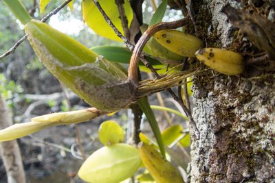 Bulbophyllum rufinum, photographed by Gerard Chartier