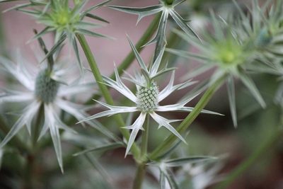 Eryngium comosum, photographed by José Belem Hernández Díaz