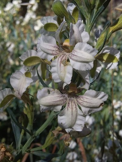 Goodenia albiflora, photographed by insiderelic