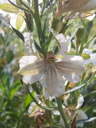 Goodenia albiflora, photographed by insiderelic