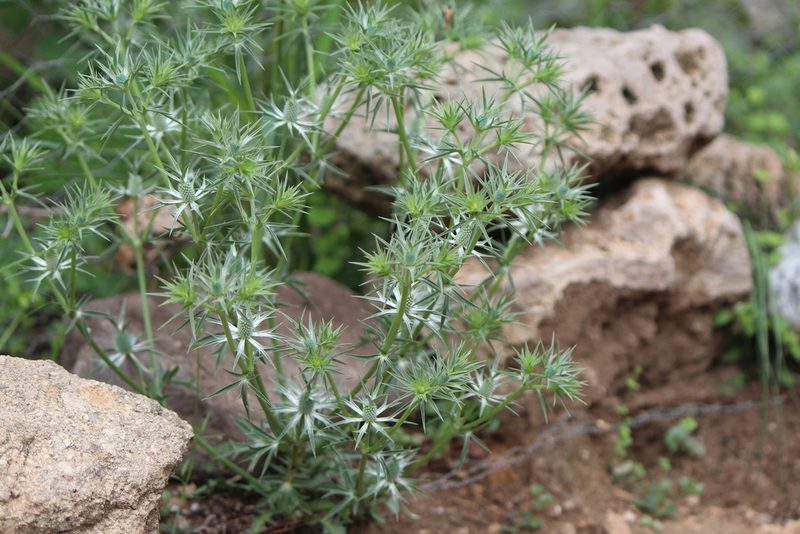 Eryngium comosum, photographed by José Belem Hernández Díaz