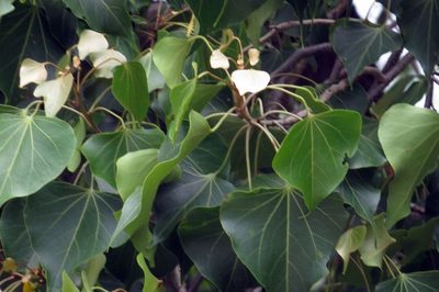 Thespesia populneoides, photographed by coenobita