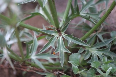 Eryngium comosum, photographed by José Belem Hernández Díaz