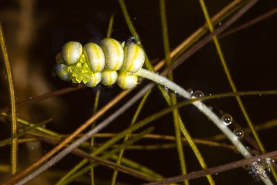 Ruppia tuberosa, photographed by timrudman