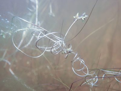 Ruppia tuberosa, photographed by timrudman