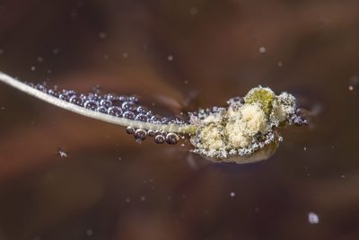 Ruppia tuberosa, photographed by timrudman
