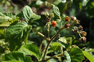 Rubus apetalus, photographed by Jimmy Whatmore
