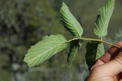 Rubus apetalus, photographed by Jimmy Whatmore