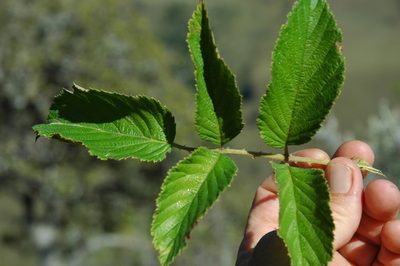 Rubus apetalus, photographed by Jimmy Whatmore