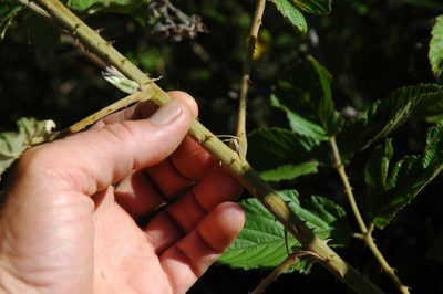 Rubus apetalus, photographed by Jimmy Whatmore