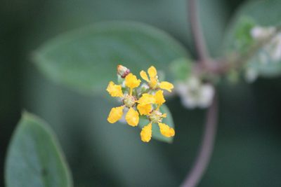 Aspicarpa cynanchoides, photographed by José Belem Hernández Díaz