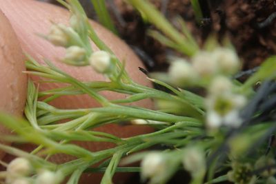 Thesium costatum, photographed by Jimmy Whatmore